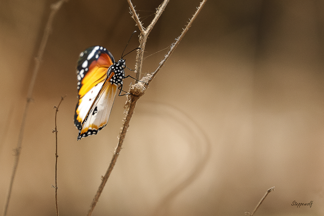 African Queen (chrysippus Danaus)