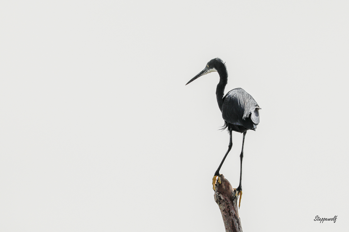 Westeren reef egret ( Egretta gularis )