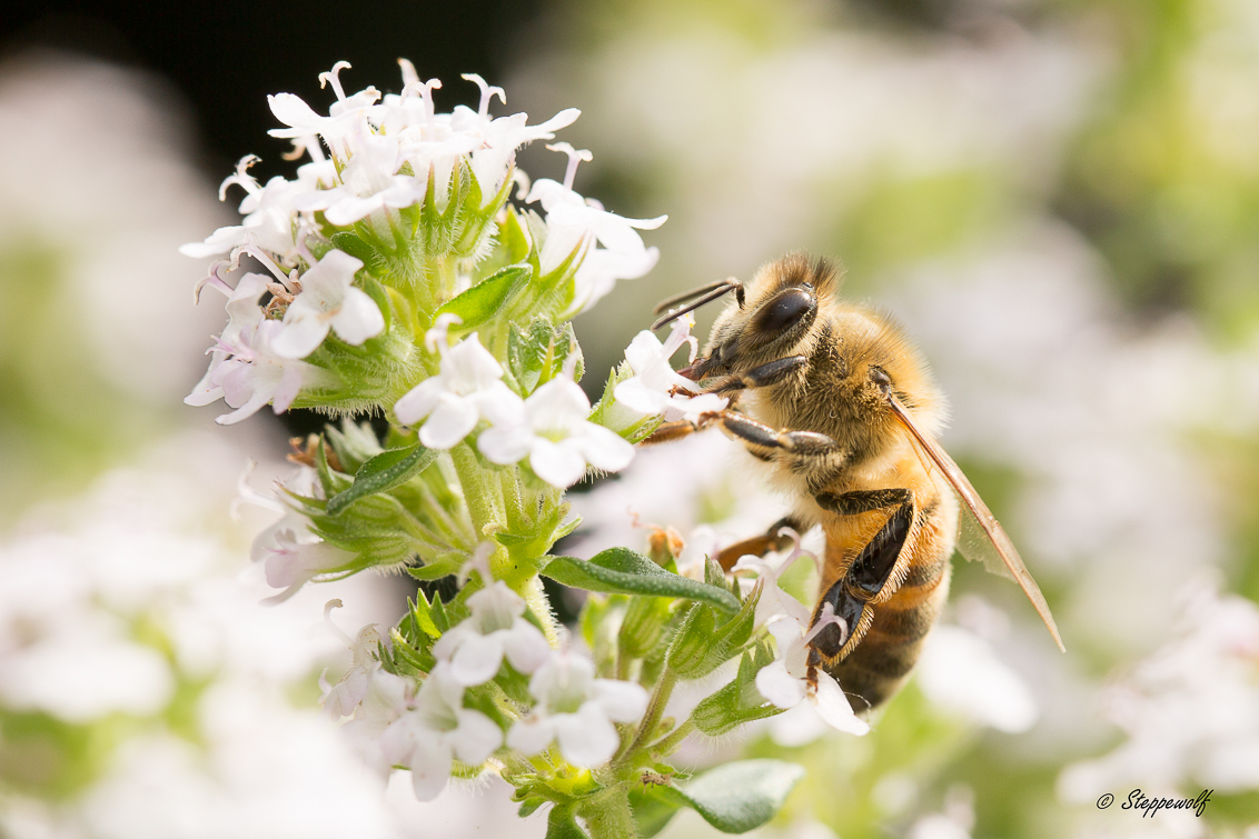Bee on thyme