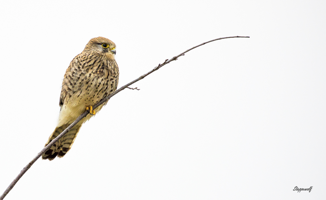 Falco tinnunculus