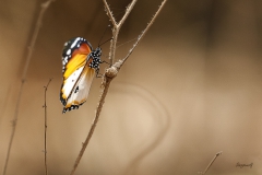 African Queen (chrysippus Danaus)