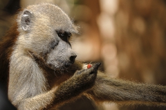 Western Baboon (Papio papio)