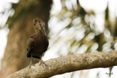 Hamerkop (Scopus umbretta)