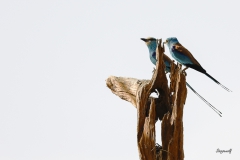 Abyssinian roller (Coracias abyssinica)