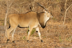 Giant eland (Taurotragus derbianus)