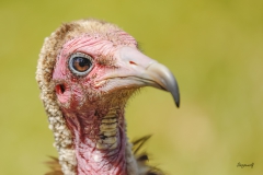 Hooded Vulture (Necrosyrtes Monachus)