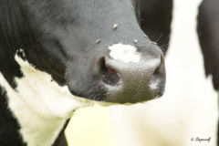 Cows nose