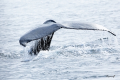 Humpback whale