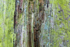 Old wood