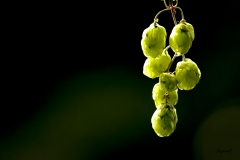 Humulus lupulus