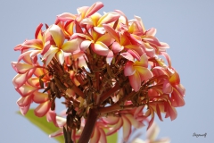 Frangipani (Plumeria alba)