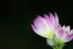 Astrantia major Rubra