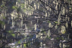 Corylus avellana