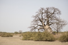 African baobab (Adansonia digitata)