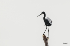Westeren reef egret ( Egretta gularis )